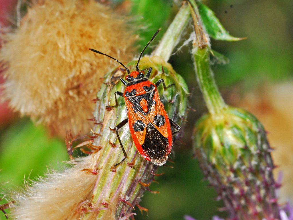 Lygaeidae?  No, Rhopalidae: Corizus hyoscyami